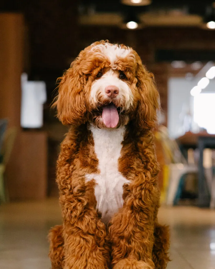 Arlo, Chief Canine Officer